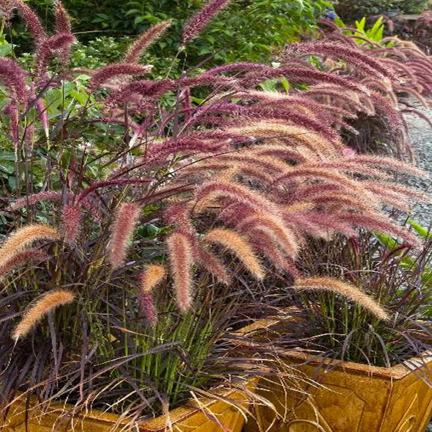 pennisetum_setaceum_rubrum__purple_fountain_grass___gallon_0.webp Pennisetum Setaceum 'Rubrum' - Purple Fountain Grass - 5 Gallon>Roger's Gardens Discount
