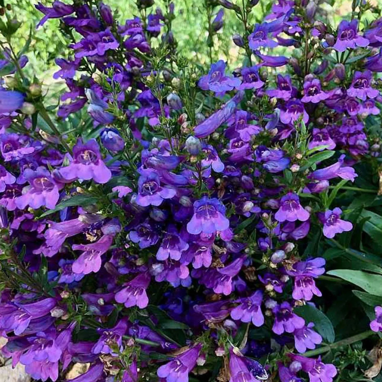 penstemon_catherine_mare__catherine_mare_penstemon___gallon_0.webp Penstemon 'Catherine Mare' - Catherine Mare Penstemon - 1 Gallon>Roger's Gardens Flash Sale