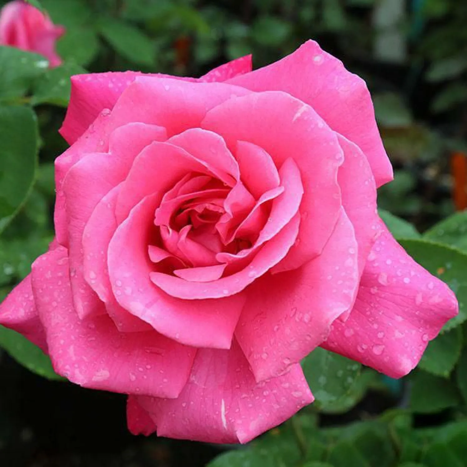 perfect_delight___gallon_0.webp Perfect Delight - 5 Gallon>Roger's Gardens New