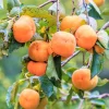 Persimmon 'Fuyu - Jiro' - #5 Gallon>Roger's Gardens Fashion