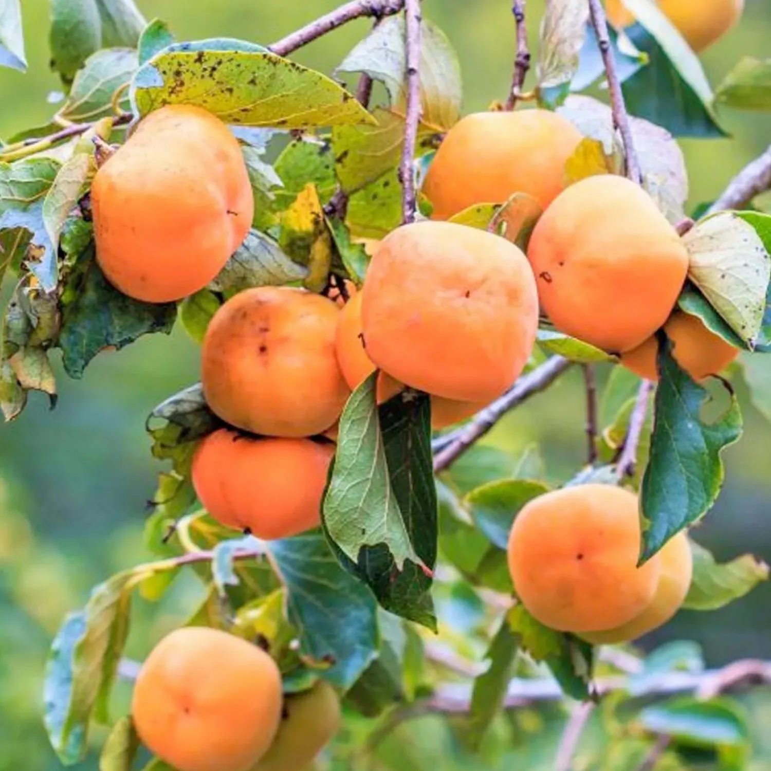 persimmon_fuyu__jiro___gallon_0.webp Persimmon 'Fuyu - Jiro' - #5 Gallon>Roger's Gardens Fashion