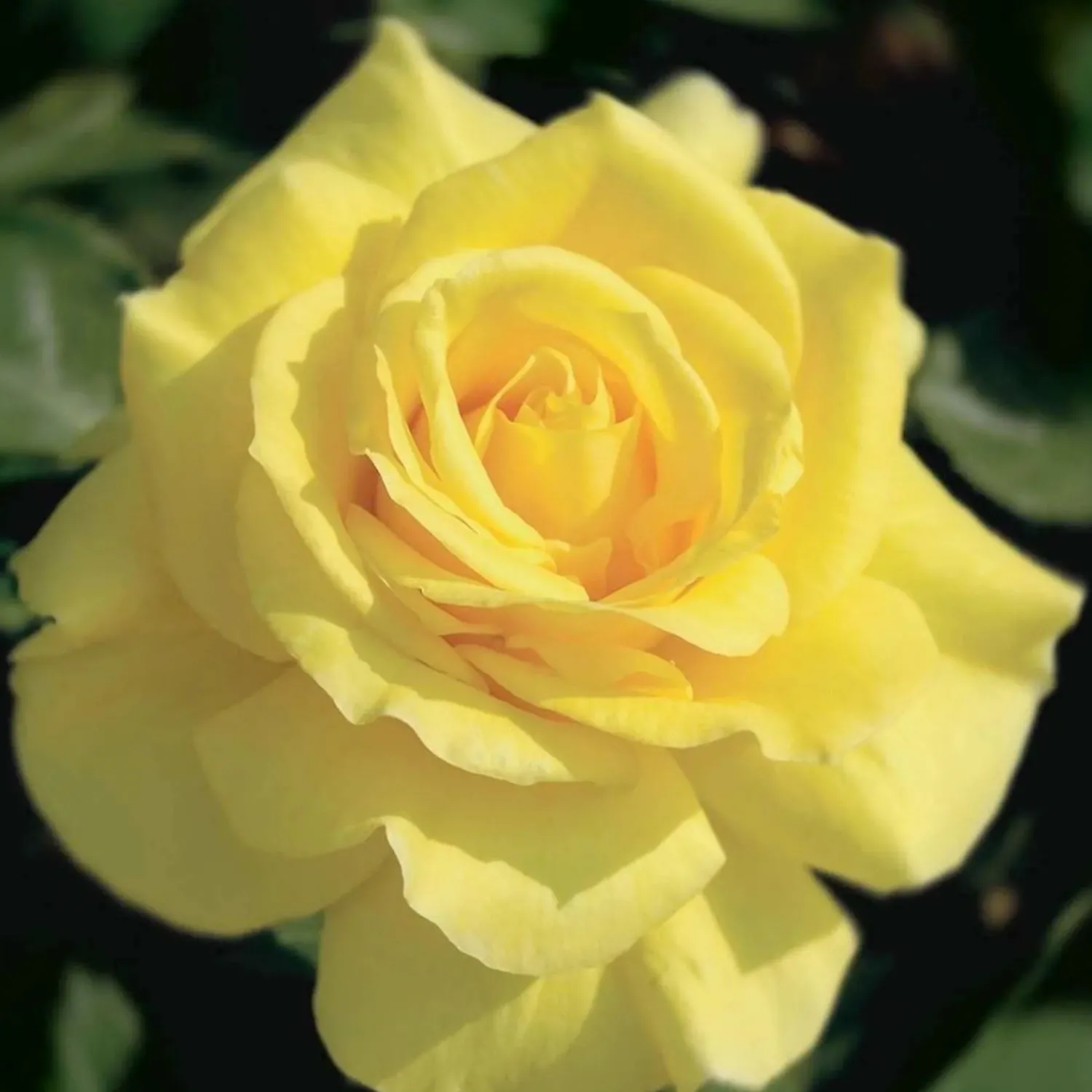 phyllis_diller___gallon_0.webp Phyllis Diller - 5 Gallon>Roger's Gardens Cheap