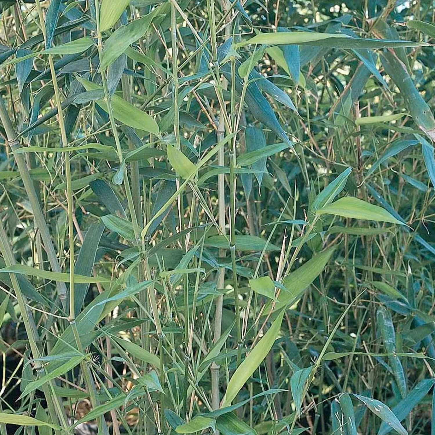 phyllostachys_bissettii__bissett_bamboo___gallon_0.webp Phyllostachys Bissettii - Bissett Bamboo - 5 Gallon>Roger's Gardens Cheap