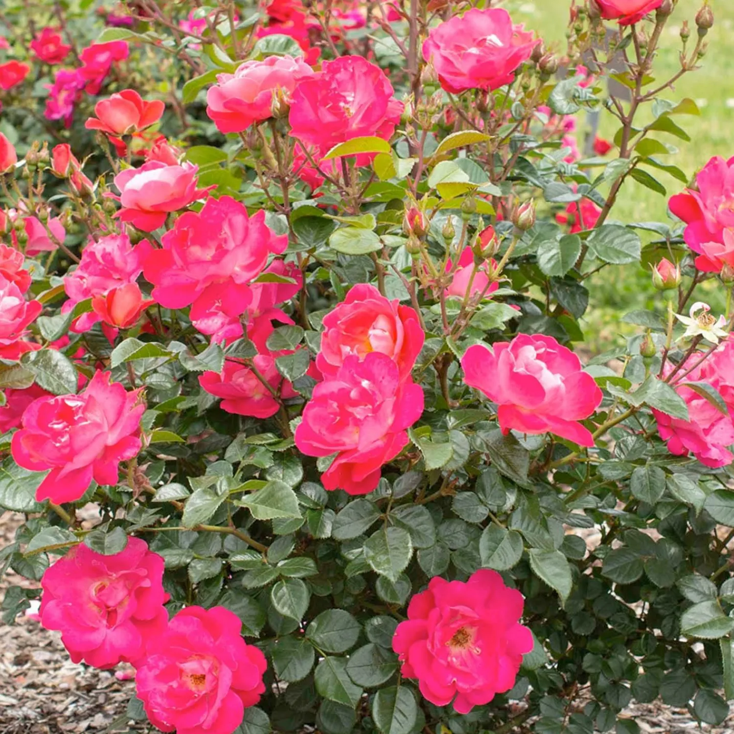 pink_brick_house___gallon_0.webp Pink Brick House - 5 Gallon>Roger's Gardens Fashion