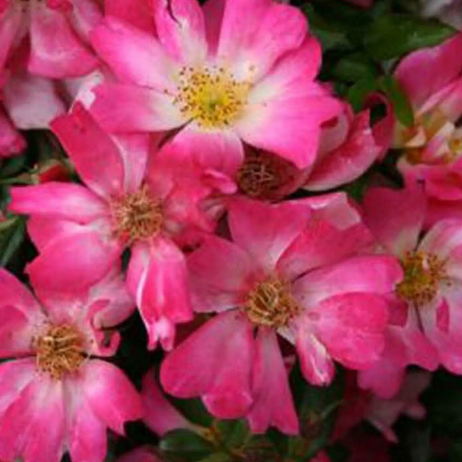 pink_drift___gallon_0-1.webp Pink Drift - 5 Gallon>Roger's Gardens Hot