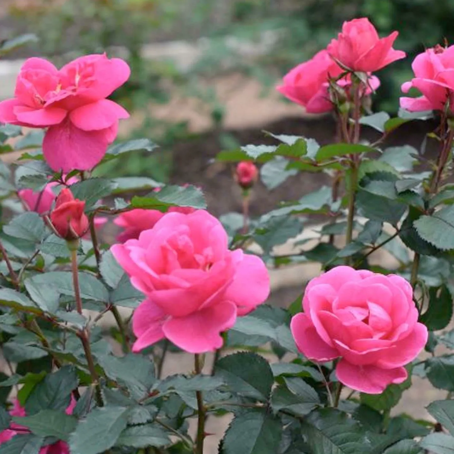 pink_miracle___gallon_0.webp Pink Miracle - 5 Gallon>Roger's Gardens Clearance