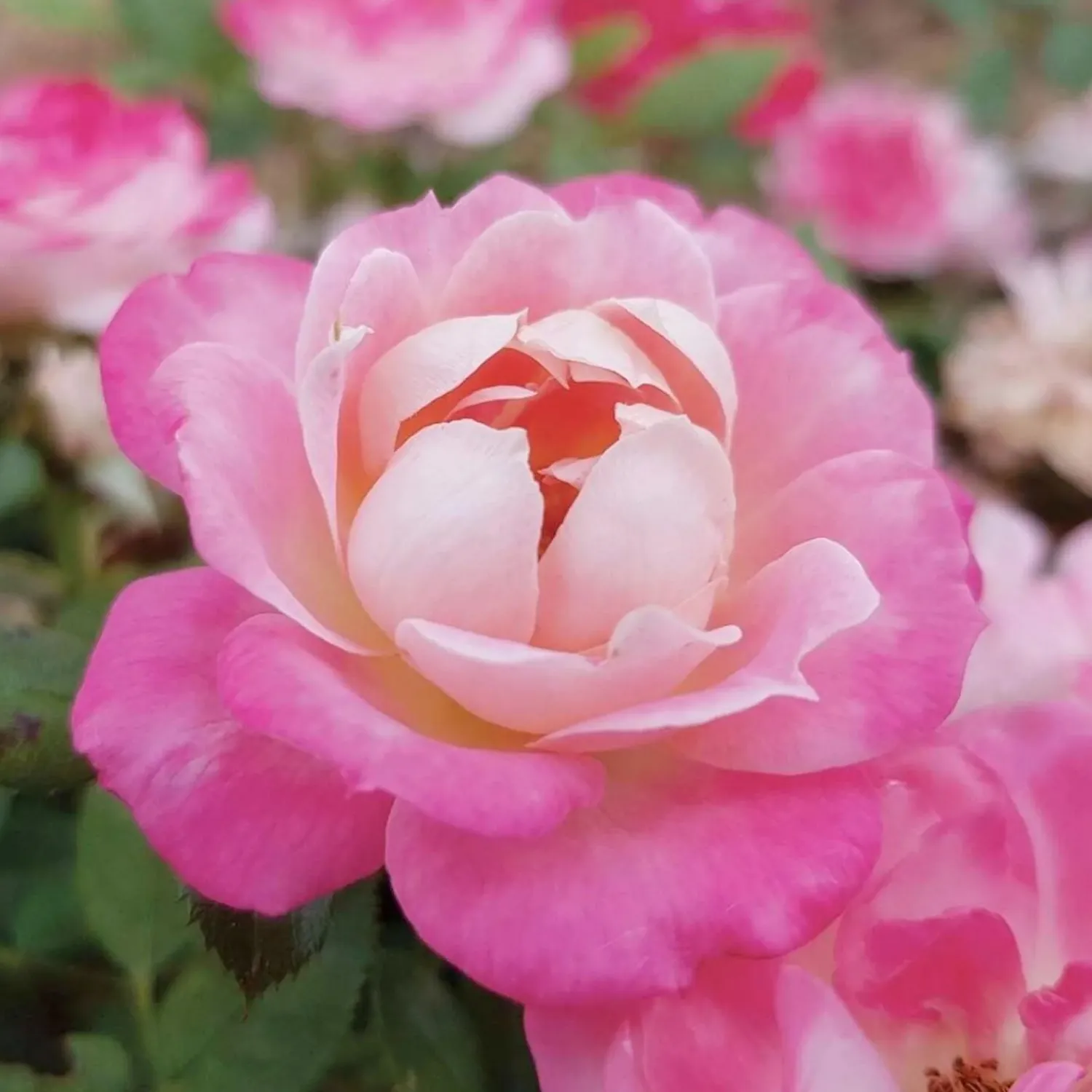 pink_sunblaze__mini___gallon_0.webp Pink Sunblaze - Mini - 3 Gallon>Roger's Gardens Shop