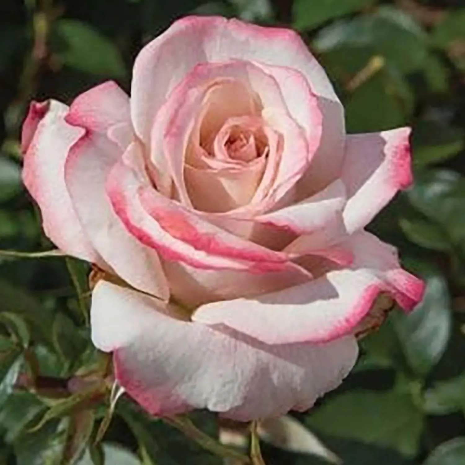 pinkerbelle___gallon_0.webp Pinkerbelle - 5 Gallon>Roger's Gardens Discount