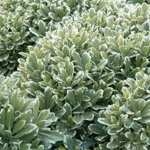 Pittosporum 'Cream De Mint'® - Cream De Mint Dwarf Pittosporum - 5 Gallon>Roger's Gardens Discount