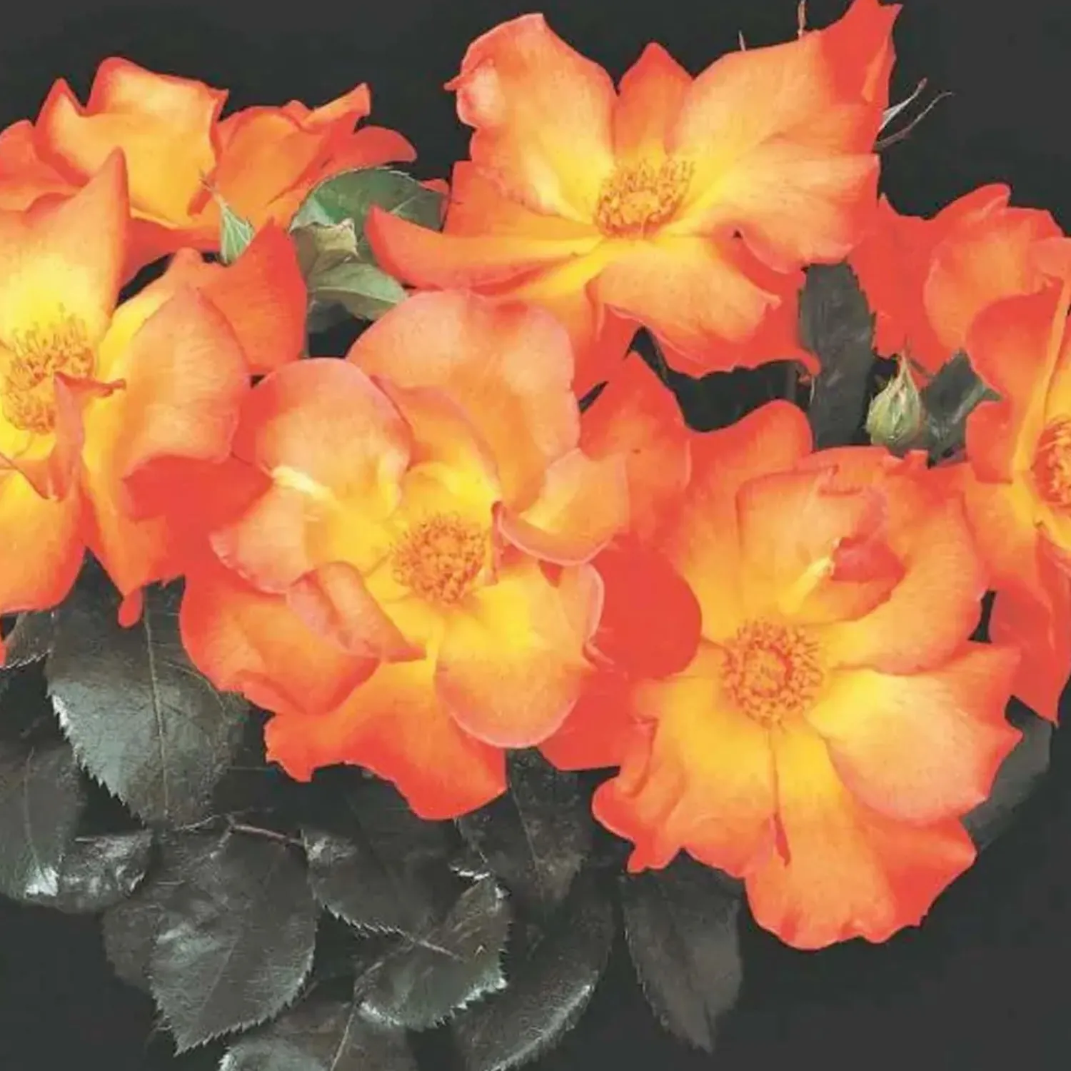 playboy___gallon_0.webp Playboy - 5 Gallon>Roger's Gardens Best Sale