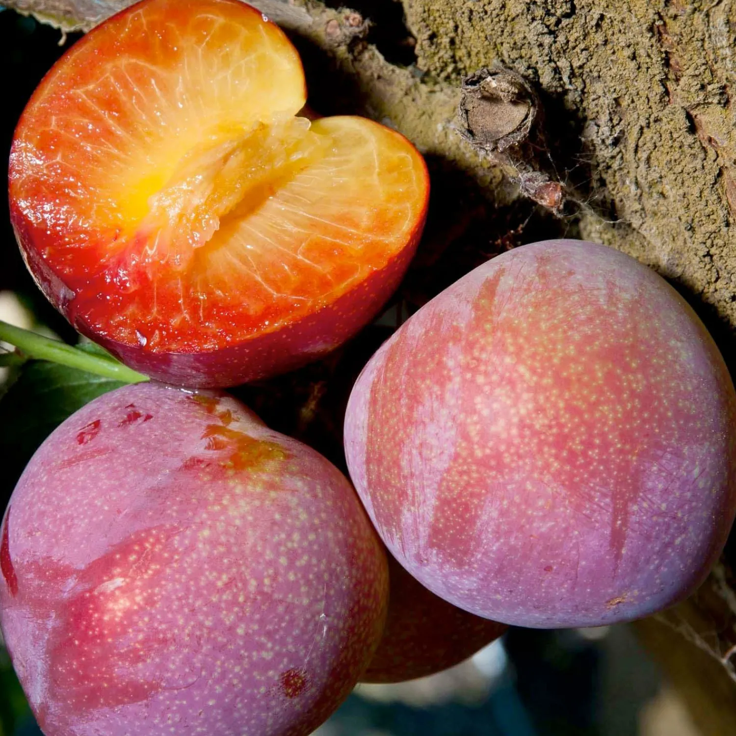 plum_beauty__semidwarf___gallon_0.webp Plum 'Beauty' - Semi-Dwarf - #15 Gallon>Roger's Gardens Outlet