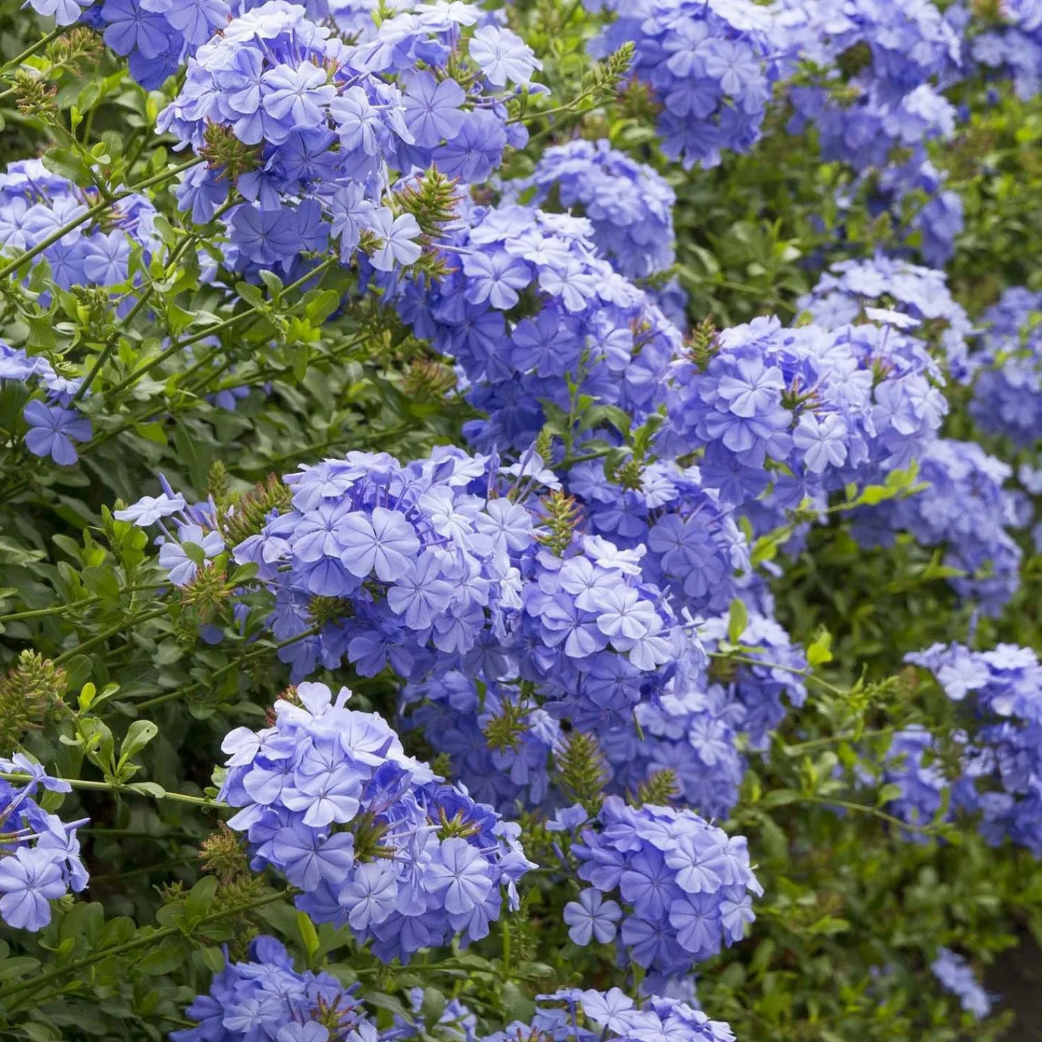 plumbago_royal_cape__royal_cape_plumbago___gallon_0-1.webp Plumbago 'Royal Cape'® - Royal Cape Plumbago - 5 Gallon>Roger's Gardens Fashion