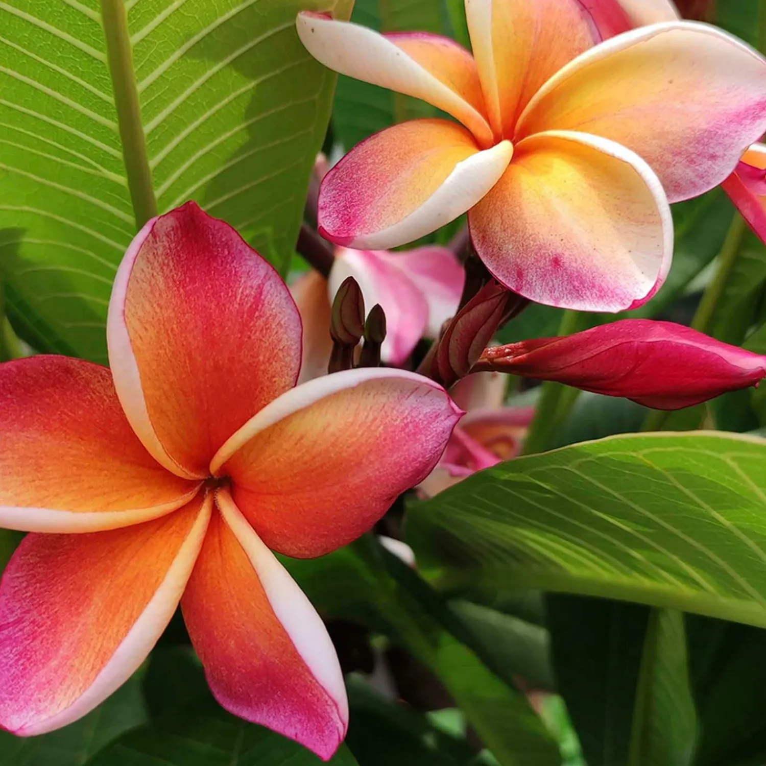 plumeria_dwarf_miniature_in__assorted_colors_0.webp Plumeria "Dwarf Miniature" 8In - Assorted Colors>Roger's Gardens New