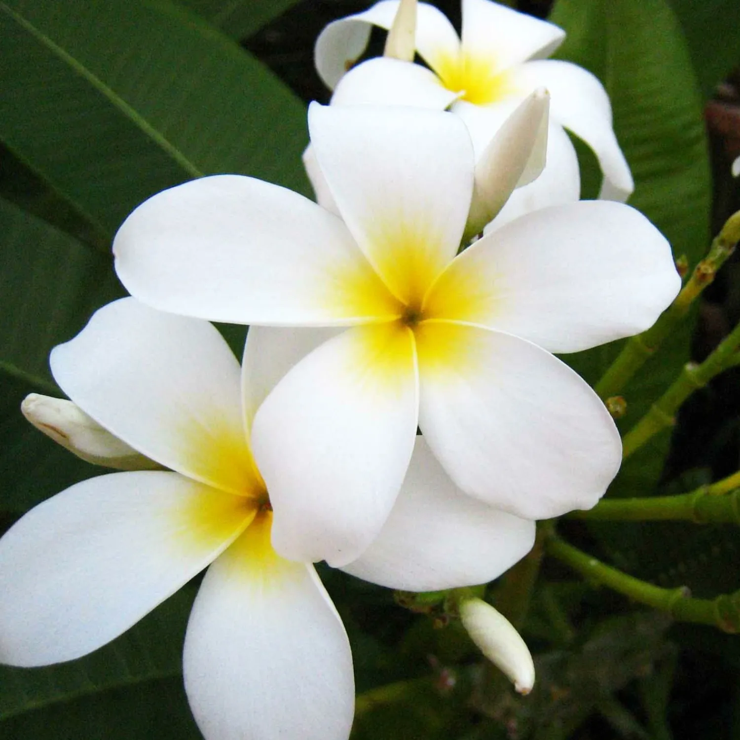 plumeria_dwarf_miniature_in__assorted_colors_1.webp Plumeria "Dwarf Miniature" 8In - Assorted Colors>Roger's Gardens New