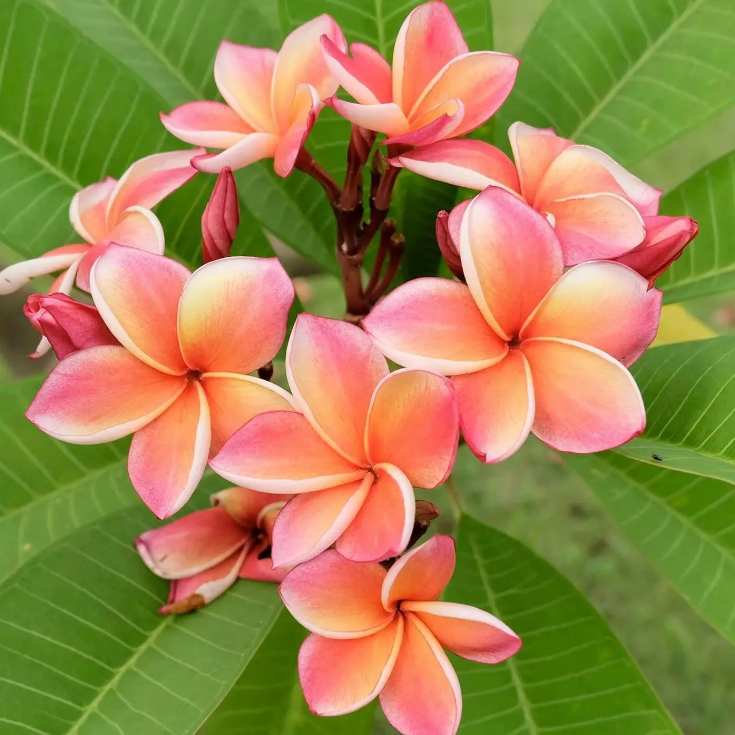 plumeria_dwarf_miniature_in__assorted_colors_2.webp Plumeria "Dwarf Miniature" 8In - Assorted Colors>Roger's Gardens New