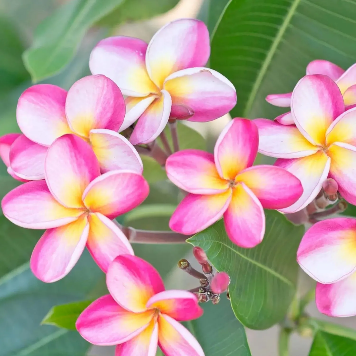 plumeria_dwarf_miniature_in__assorted_colors_3.webp Plumeria "Dwarf Miniature" 8In - Assorted Colors>Roger's Gardens New