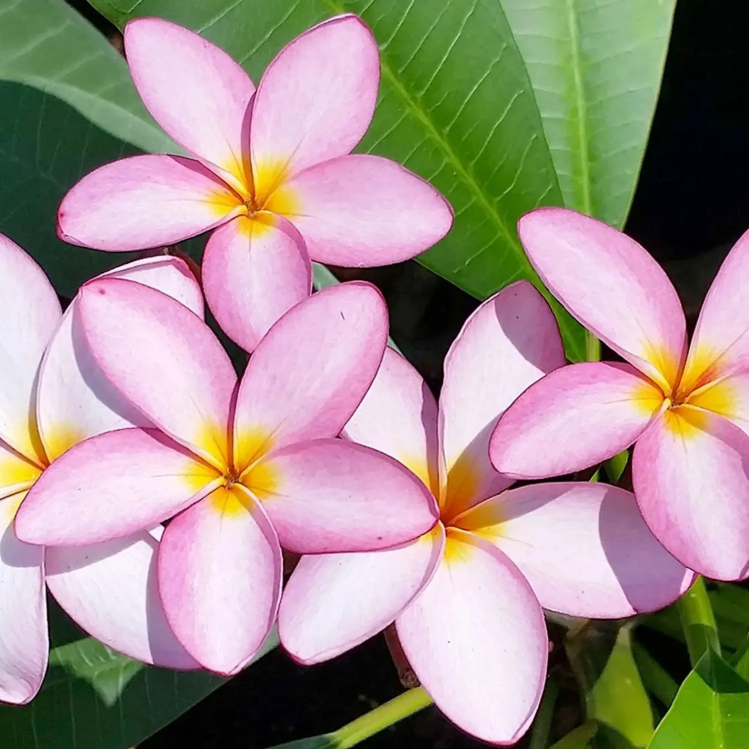 plumeria_dwarf_miniature_in__assorted_colors_4.webp Plumeria "Dwarf Miniature" 8In - Assorted Colors>Roger's Gardens New
