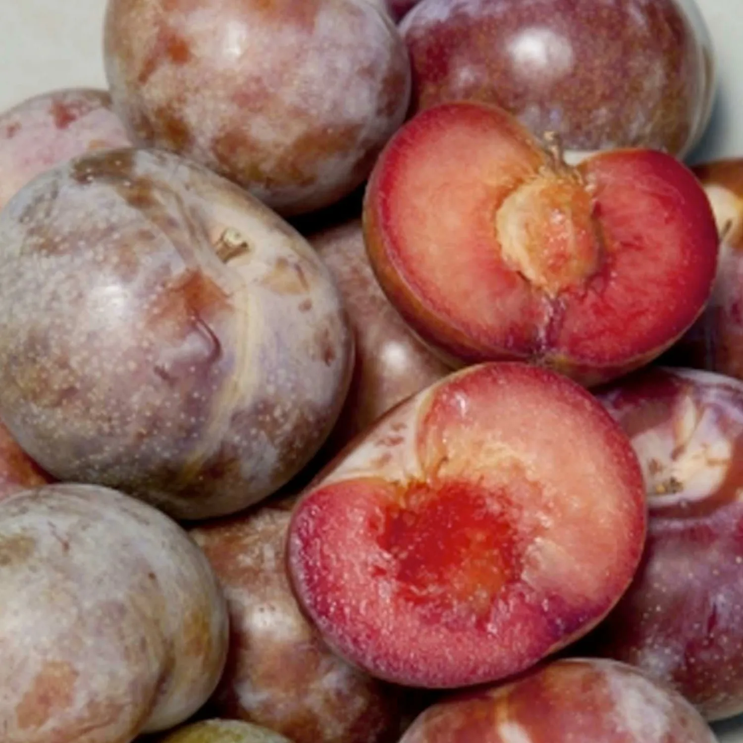 pluot_dapple_supreme__semidwarf___gallon_0.webp Pluot 'Dapple Supreme' - Semi-Dwarf - #5 Gallon>Roger's Gardens Cheap