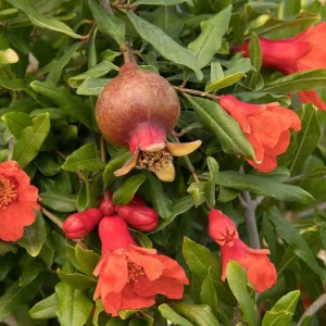 Pomagranate 'smith Angel Red'® Pp - Angel Red Pomegranate - 5 Gallon>Roger's Gardens Shop