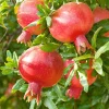 Pomegranate 'Punica Parfianka' - #5 Gallon>Roger's Gardens Fashion