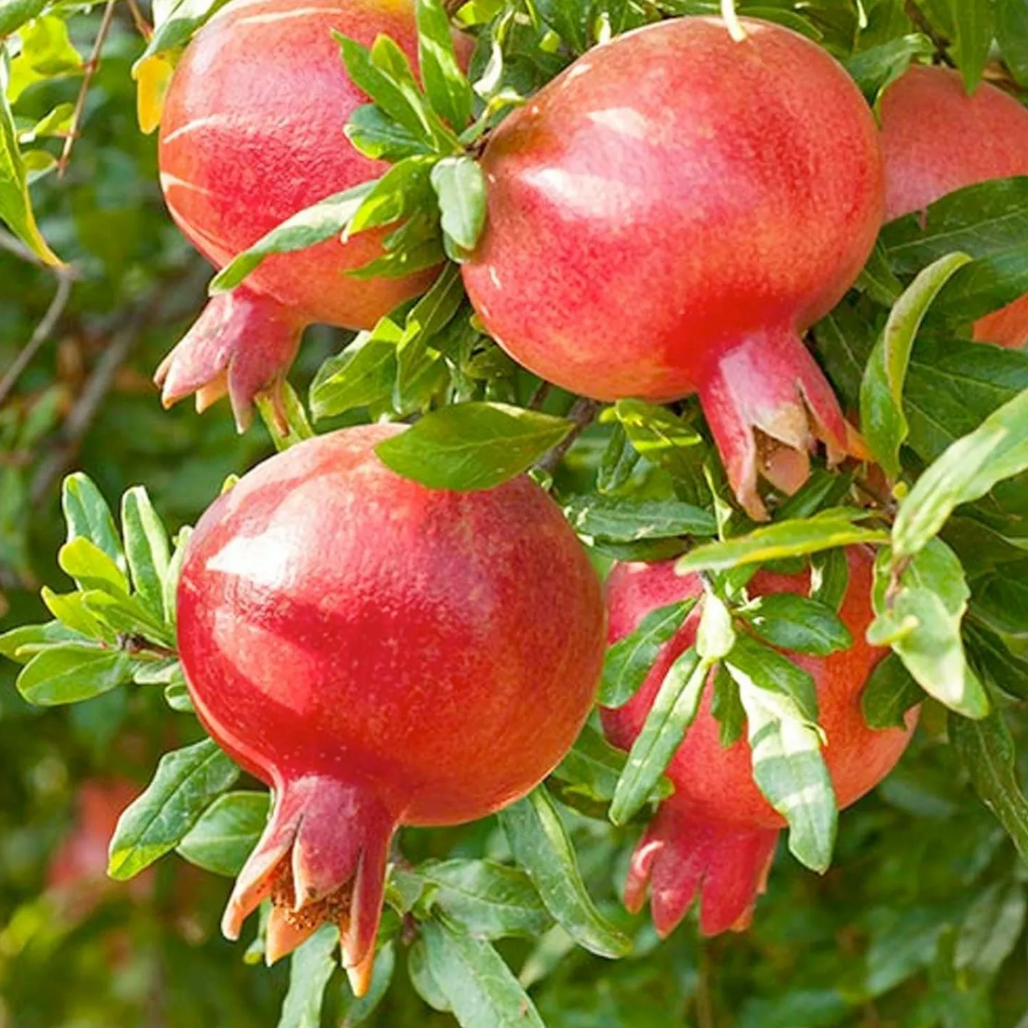 pomegranate_punica_parfianka___gallon_0.webp Pomegranate 'Punica Parfianka' - #5 Gallon>Roger's Gardens Fashion