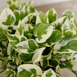 Pothos N Joy - Scindapsis Aurea - 6In>Roger's Gardens Sale