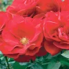 Preference - 5 Gallon>Roger's Gardens Cheap