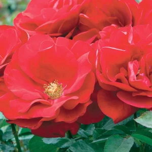 Preference - 24" Tree - 5 Gallon>Roger's Gardens New