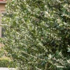 Prunus 'Bright N Tight'™ - Bright 'N Tight Carolina Laurel - 5 Gallon>Roger's Gardens Sale