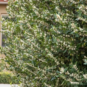 Prunus 'Bright N Tight'™ - Bright 'N Tight Carolina Laurel - 10 Gallon>Roger's Gardens Store