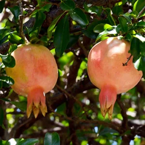 Punica 'Eversweet' - #5 Gallon>Roger's Gardens Best