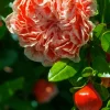 Punica Gr. 'California Sunset' - California Sunset Pomegranate - 5 Gallon>Roger's Gardens Outlet
