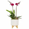 Purple Orchid In Chevron Pot>Roger's Gardens Best Sale
