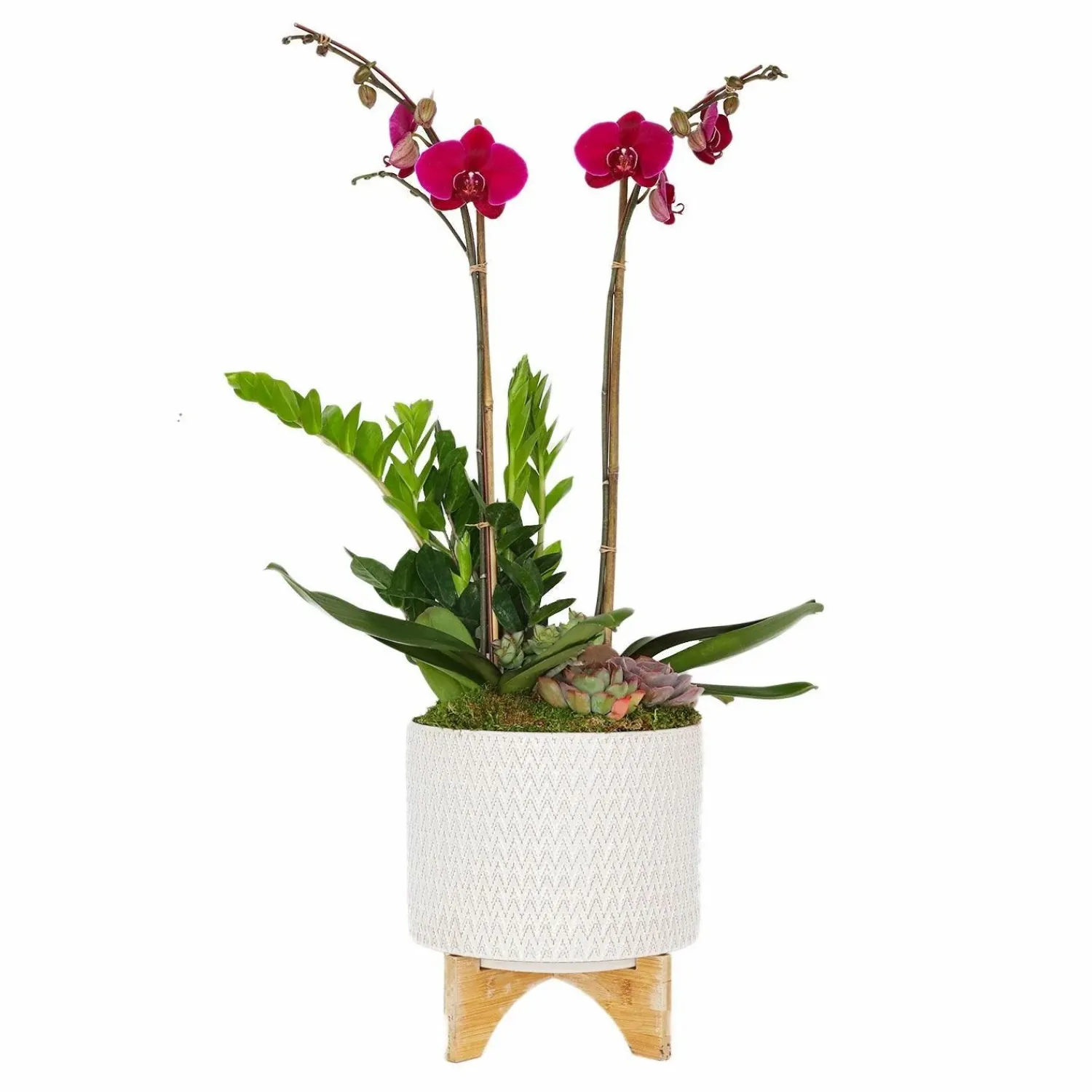 purple_orchid_in_chevron_pot_0.webp Purple Orchid In Chevron Pot>Roger's Gardens Clearance