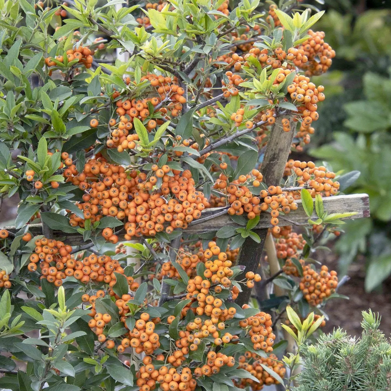 pyracantha_yukon_belle__pyracantha__espalier___gallon_0.webp Pyracantha 'Yukon Belle'® - Pyracantha - Espalier - 5 Gallon>Roger's Gardens Fashion