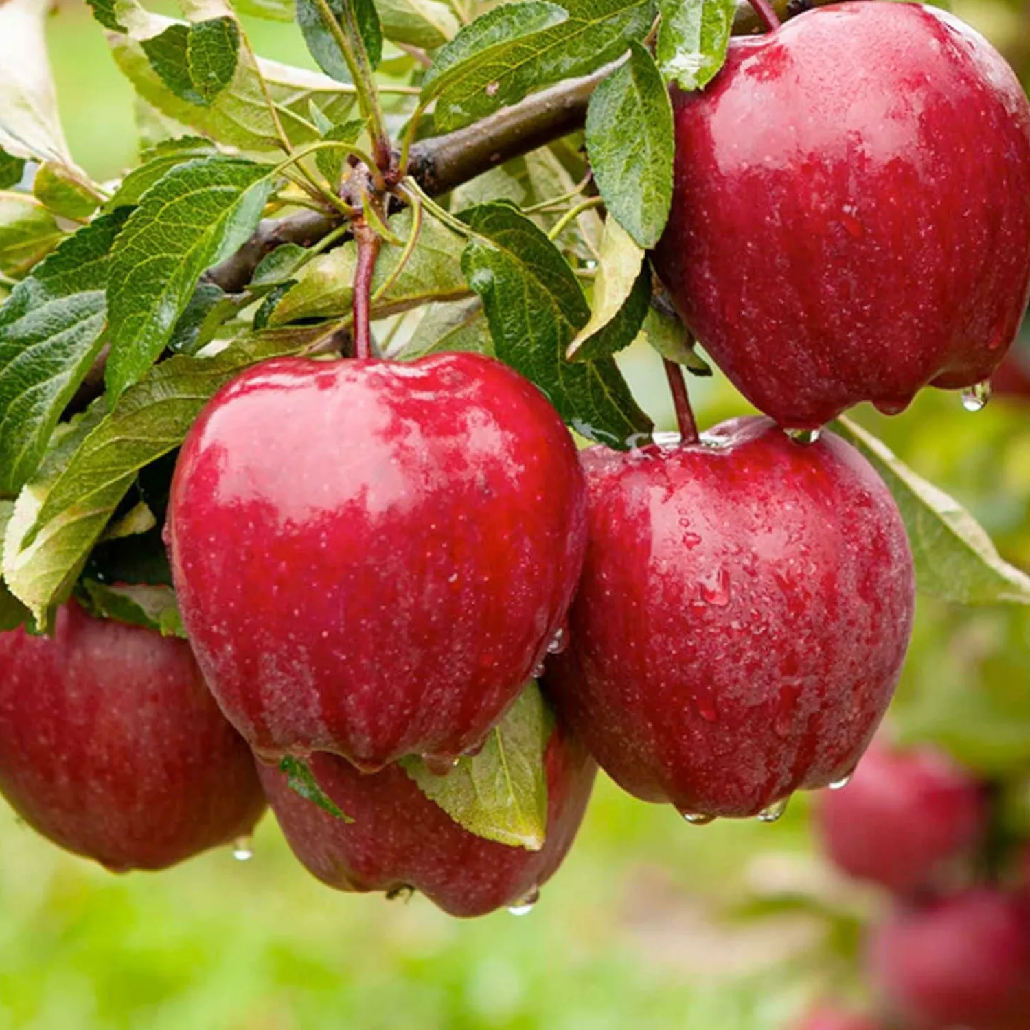 red_delicious_apple__tree___gallon_0-1.webp Red Delicious Apple - Tree - 10 Gallon>Roger's Gardens Online