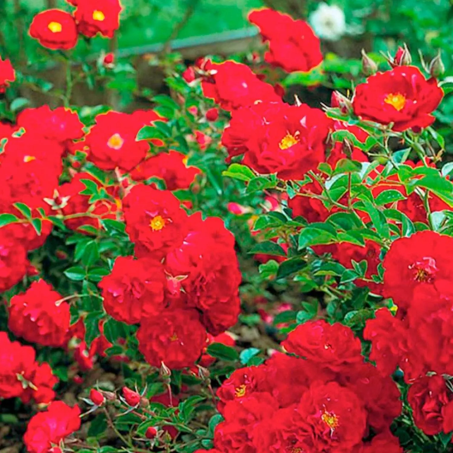 red_ribbons___gallon_0.webp Red Ribbons - 5 Gallon>Roger's Gardens New