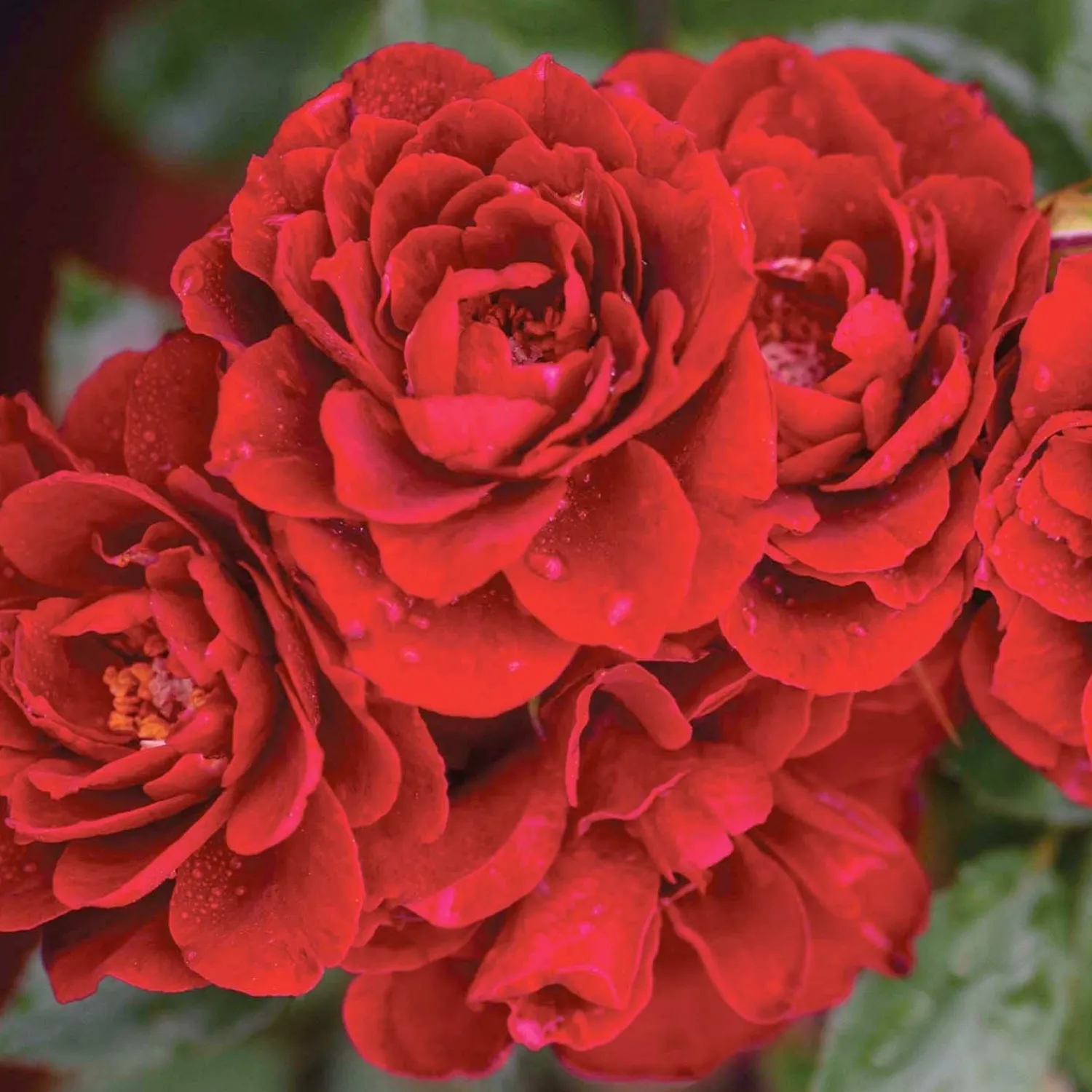 red_sunblaze__mini___gallon_0.webp Red Sunblaze - Mini - 3 Gallon>Roger's Gardens Shop