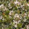 Rhaphiolepis 'southern Moon'® Pp - Southern Moon Yedda Hawthorn - 1 Gallon>Roger's Gardens Sale