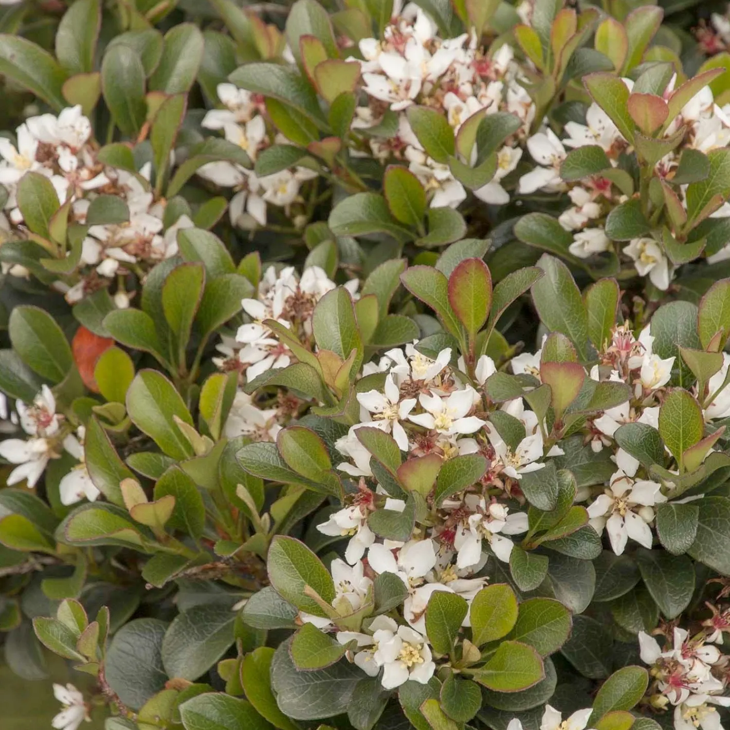 rhaphiolepis_southern_moon_pp__southern_moon_yedda_hawthorn___gallon_0.webp Rhaphiolepis 'southern Moon'® Pp - Southern Moon Yedda Hawthorn - 1 Gallon>Roger's Gardens Sale