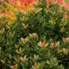 Rhaphiolepis Umbellata 'Minor' - Dwarf Yedda Hawthorn - 2 Gallon>Roger's Gardens Flash Sale