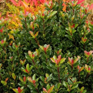 Rhaphiolepis Umbellata 'Minor' - Dwarf Yedda Hawthorn - 2 Gallon>Roger's Gardens Flash Sale