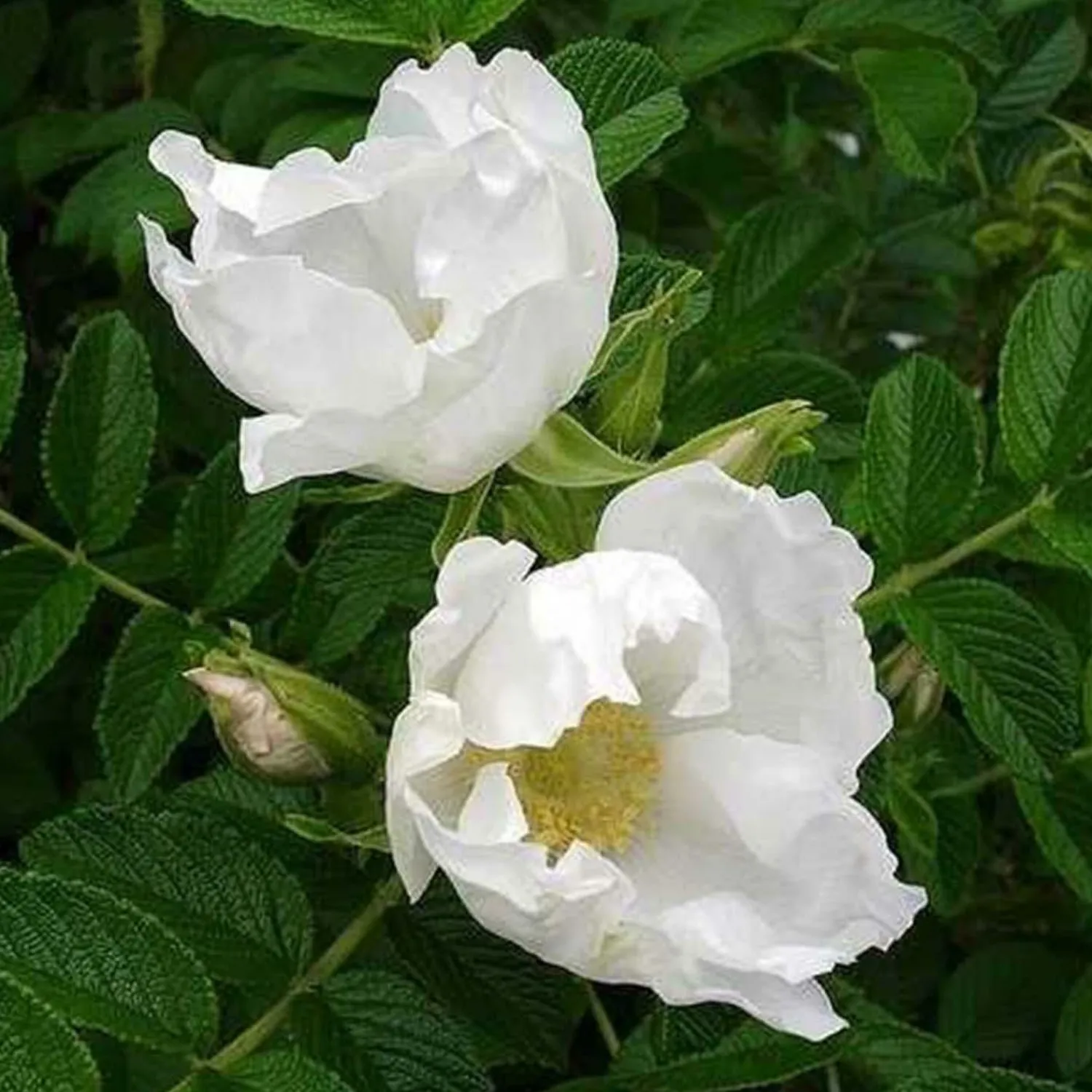 rosa_rugosa_alba___gallon_0.webp Rosa Rugosa Alba - 5 Gallon>Roger's Gardens Best