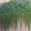 Rosmarinus 'Huntington Carpet' - Huntington Carpet Rosemary - 5 Gallon>Roger's Gardens Hot