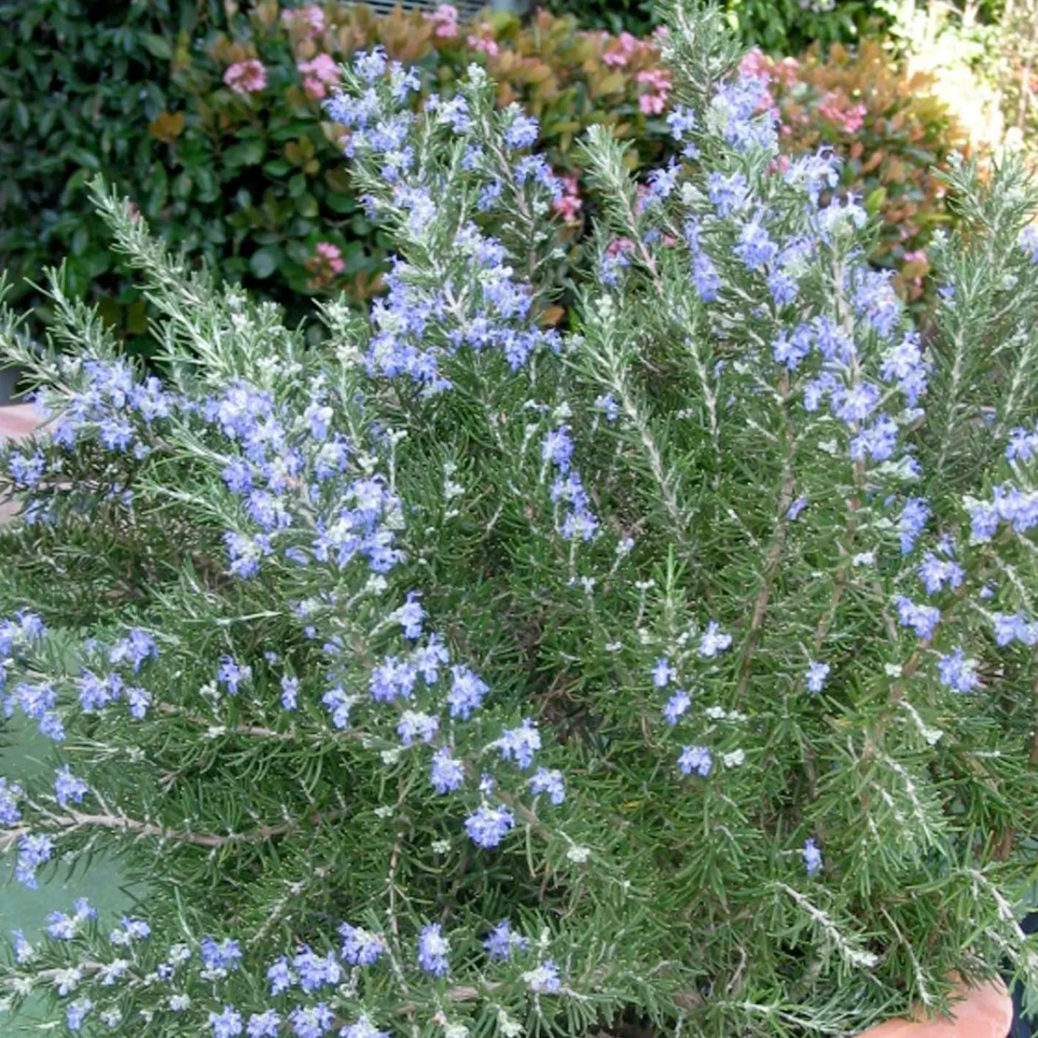 rosmarinus_roman_beauty_pp__roman_beauty_rosemary___gallon_0.webp Rosmarinus 'Roman Beauty' Pp - Roman Beauty Rosemary - 1 Gallon>Roger's Gardens Best Sale