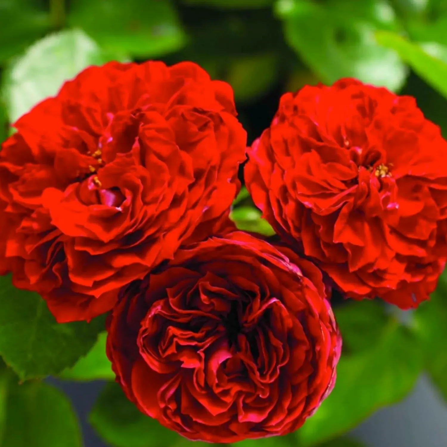 roxanne_veranda___gallon_0.webp Roxanne Veranda - 5 Gallon>Roger's Gardens Online