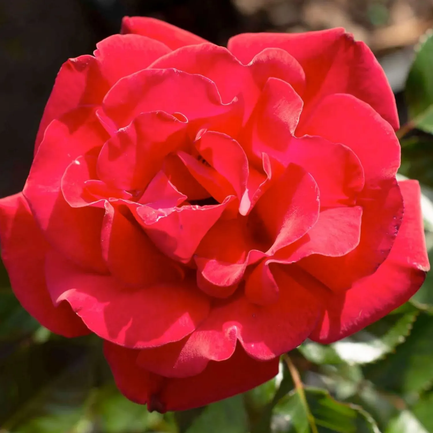 ruby_red___gallon_0.webp Ruby Red - 5 Gallon>Roger's Gardens Clearance