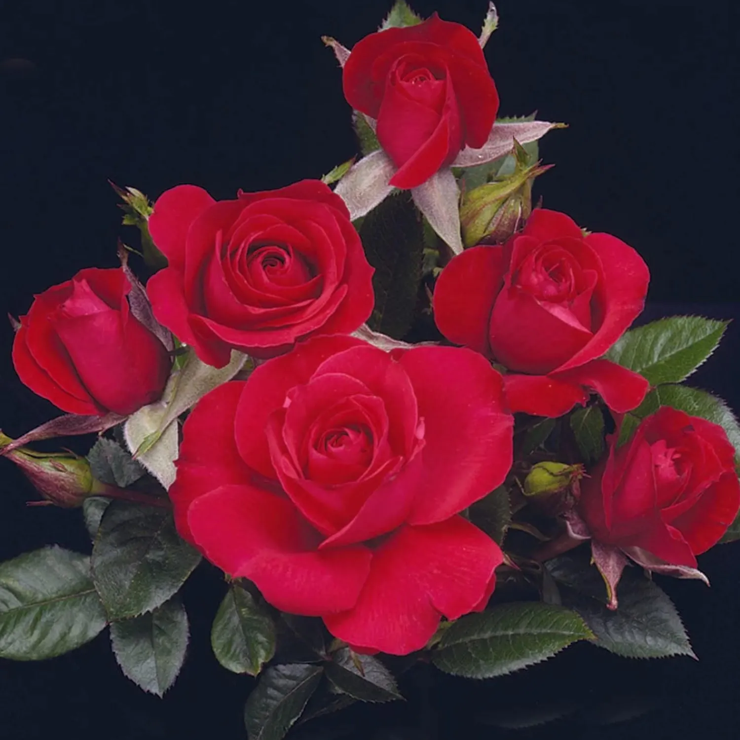 ruby_ruby___gallon_0.webp Ruby Ruby - 5 Gallon>Roger's Gardens Clearance