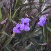 Ruellia Brittoniana - Mexican Petunia - 2 Gallon>Roger's Gardens Best Sale