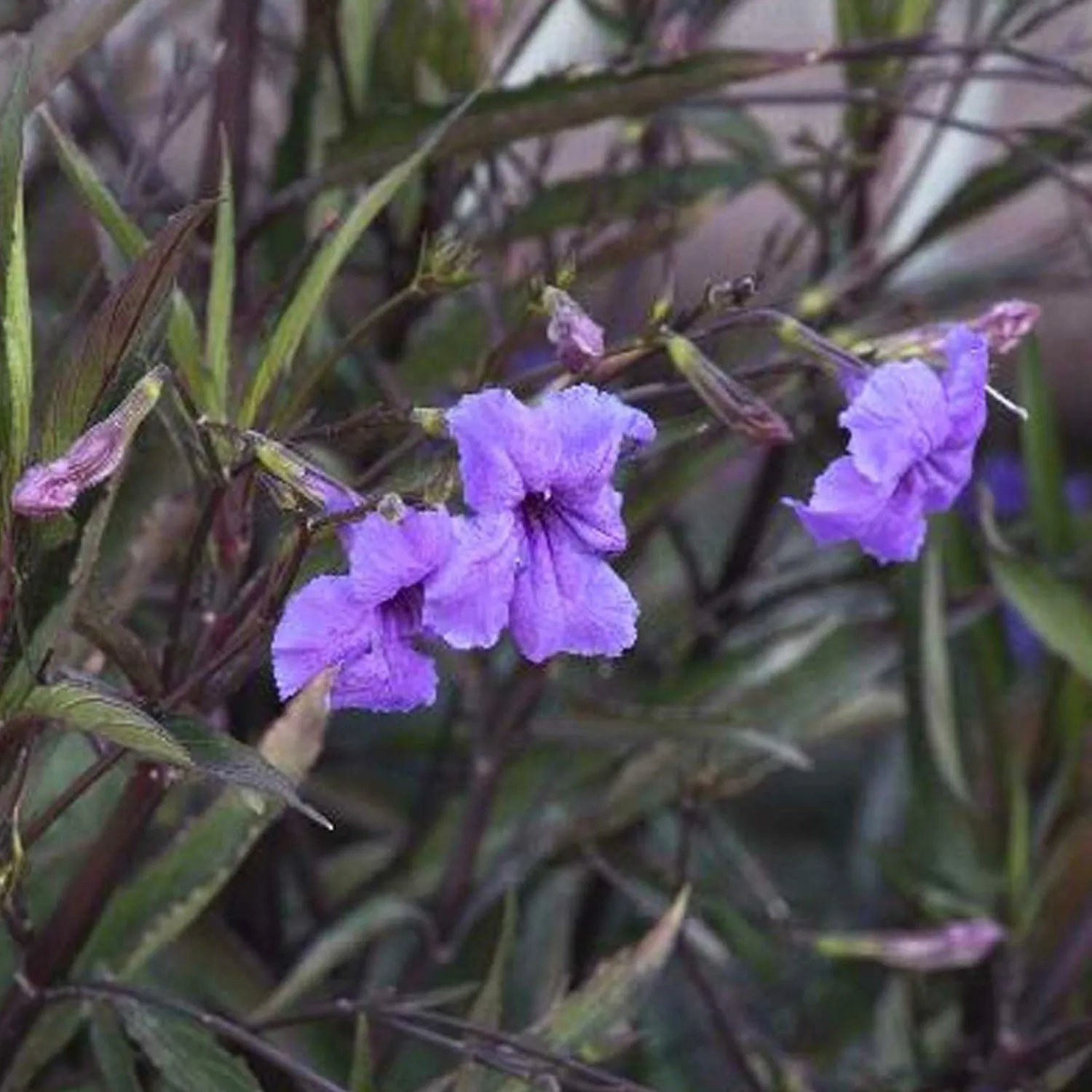 ruellia_brittoniana__mexican_petunia___gallon_0.webp Ruellia Brittoniana - Mexican Petunia - 2 Gallon>Roger's Gardens Best Sale